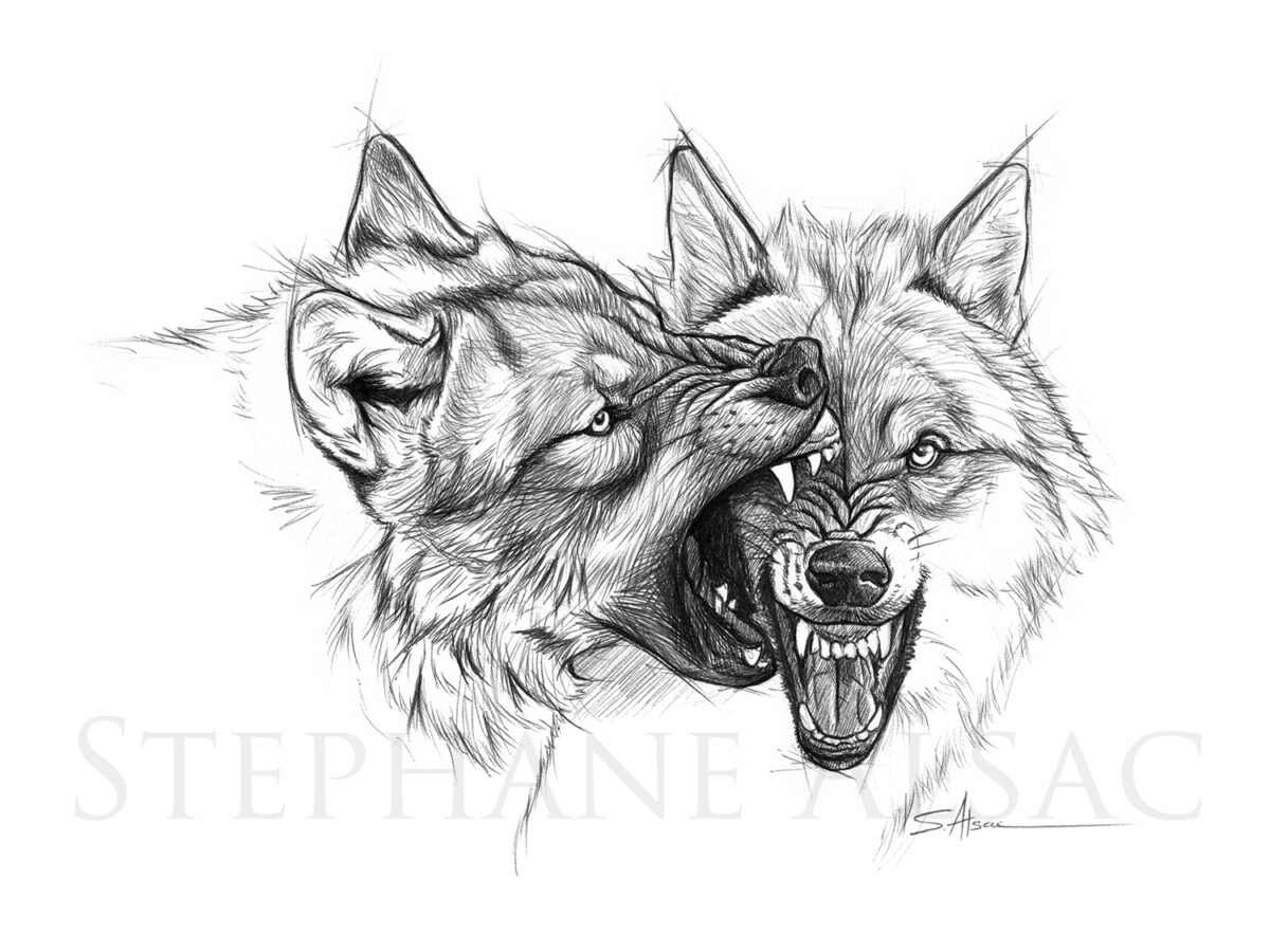 fighting wolf drawings