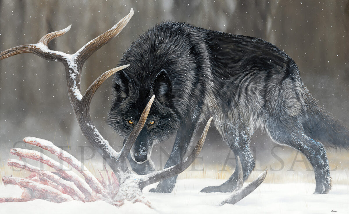 Mon Loup - Grand tableau d'un Loup Noir du Canada par Stéphane Alsac