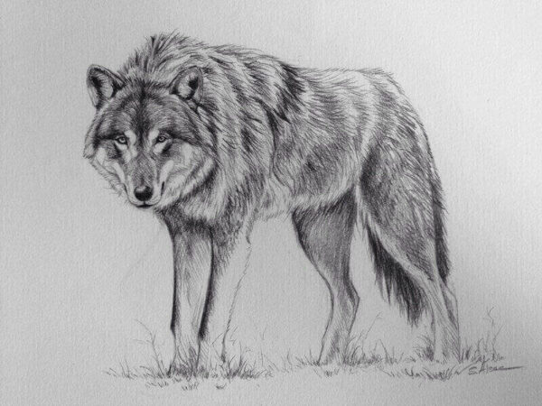 Wolf drawing - Stéphane Alsac