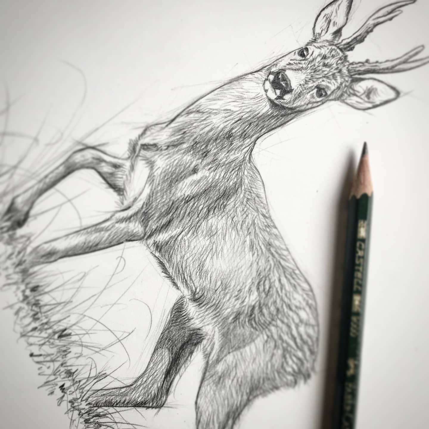 Roe deer Sketch - commission #roedeer #wildlifeart #wildlife