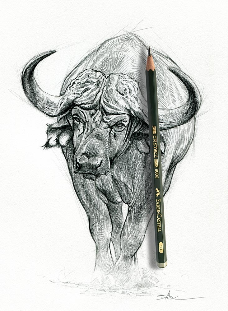 Buffalo drawing illustration vector on white background  CanStock