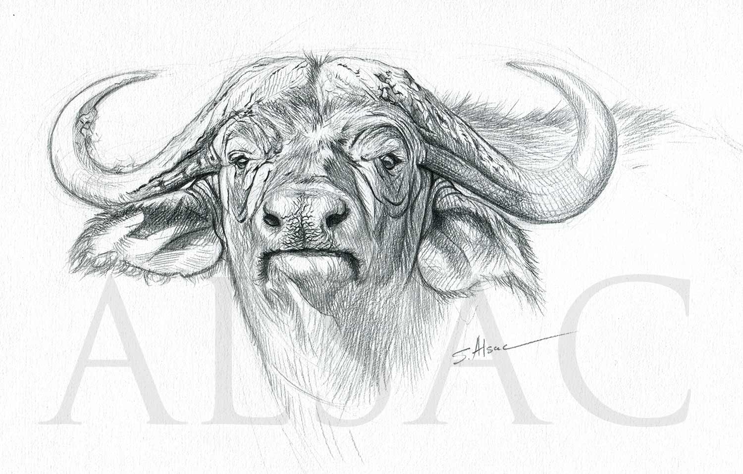 Water Buffalo Original Charcoal & Pencil Sketch – Gallery Boom
