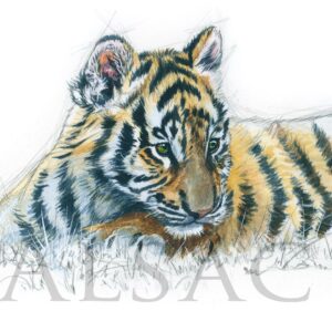 Tiger Kid Stephane Alsac