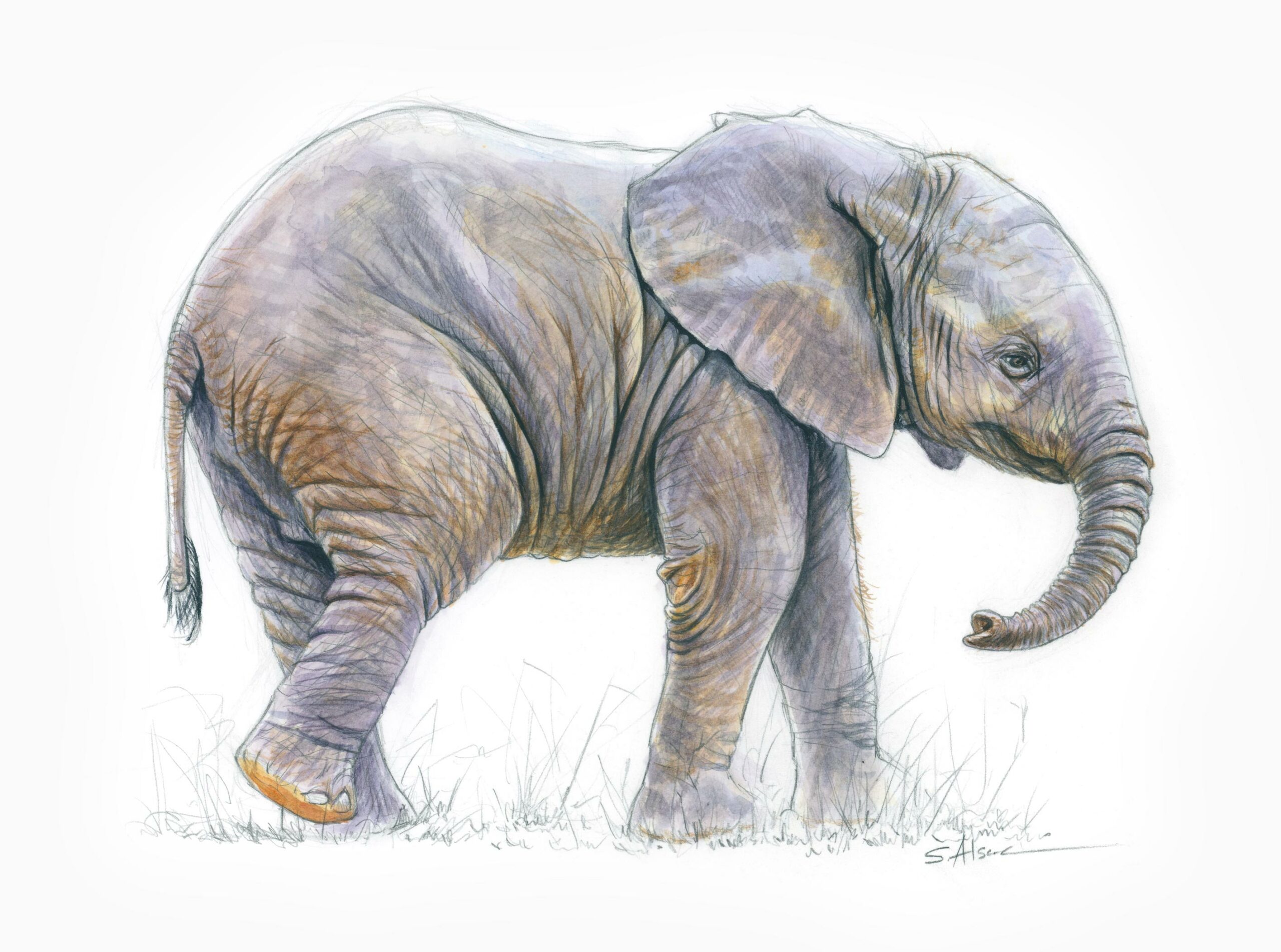 P'tit Elephant 2 - Tableau dessin à l'aquarelle d'un bébé éléphant.