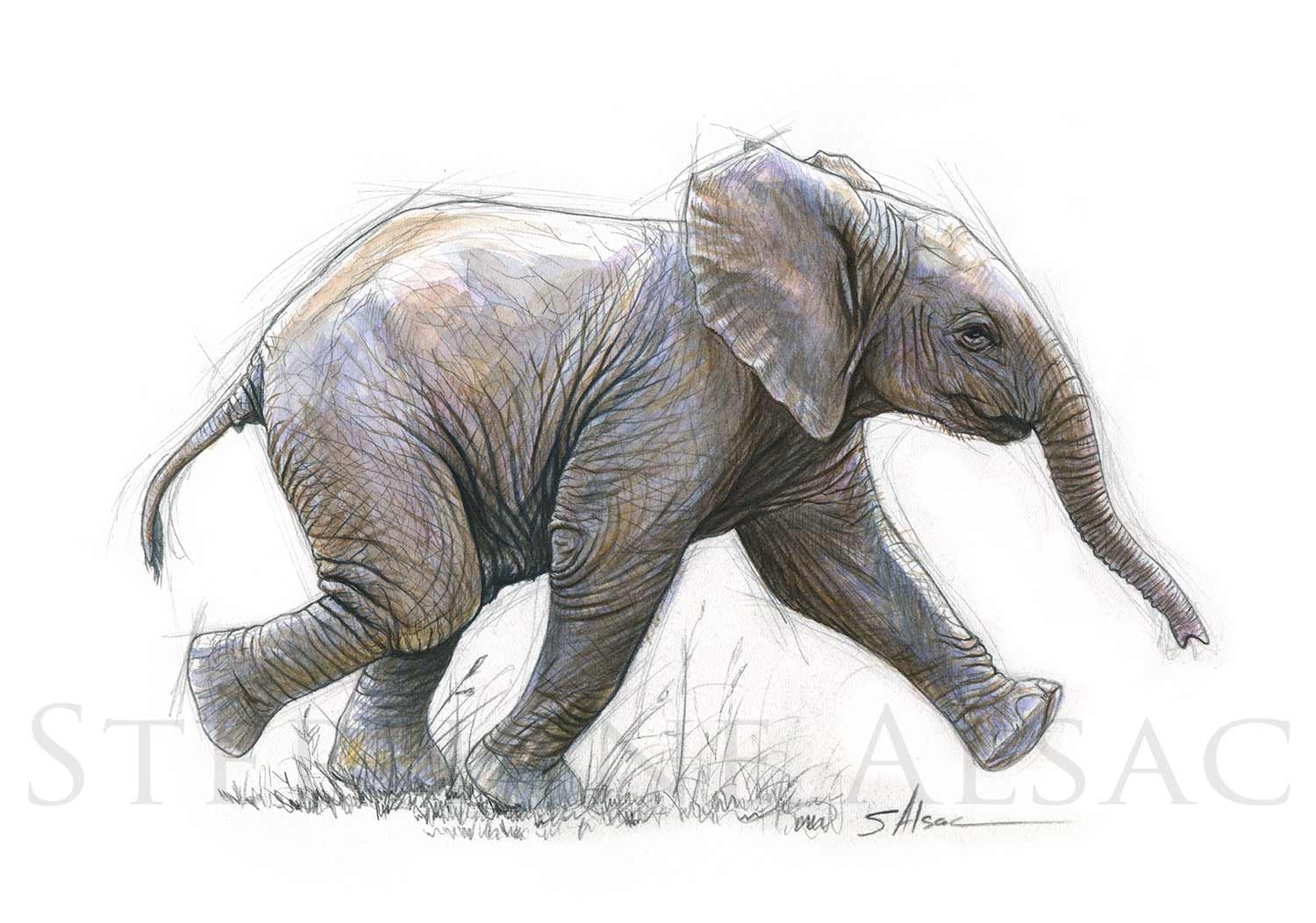 Elephant Kid  Illustration drawing by Stéphane Alsac  French Wildlife  Artist