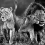 famille-lions-plexi-print-photo-art-noir-blanc-sous verre