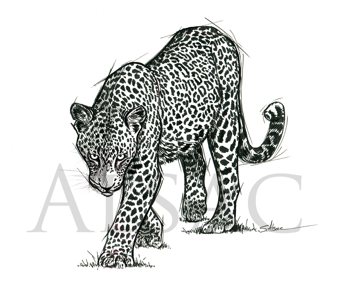 Leopard drawing and sketch 2121367 Vector Art at Vecteezy