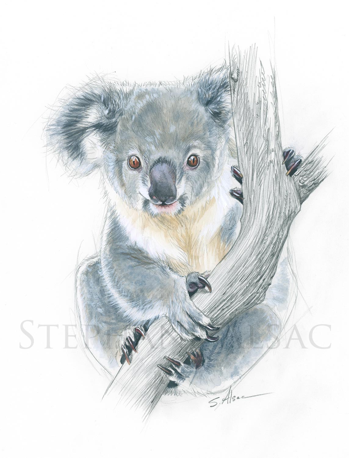 Лапа коалы рисунок