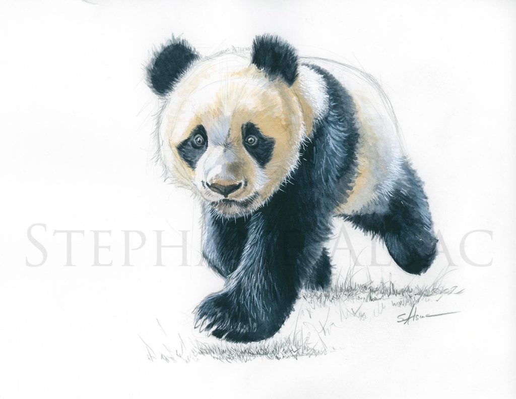 P Tit Panda Stephane Alsac