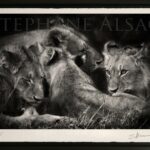 photo-art-noir-et-blanc-lion-lionceaux-decoration-moderne