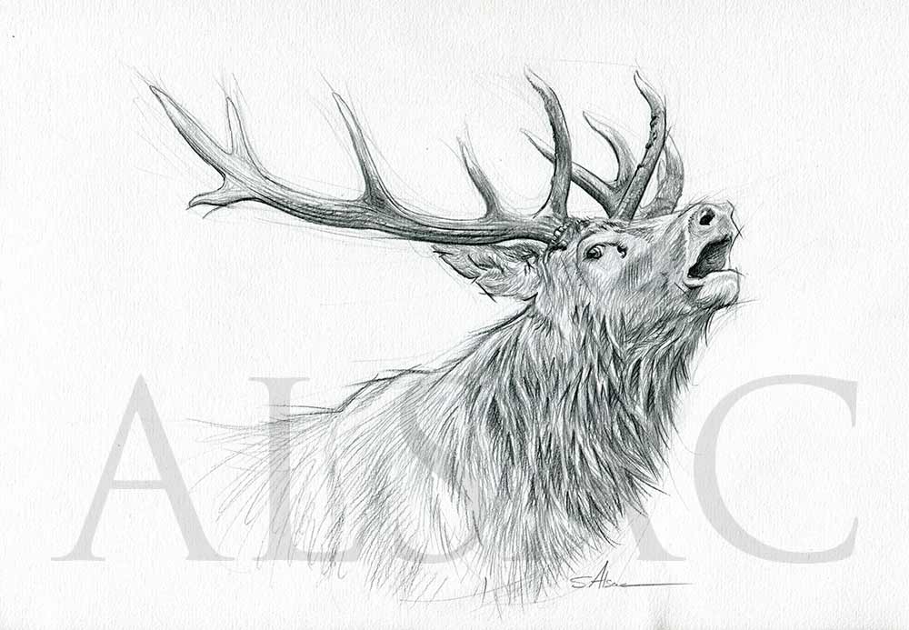 Learn to Draw a Realistic Deer | Free Live Draw Along
