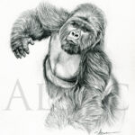 sketch-illustration-gorilla-silverback-drawing-black-white