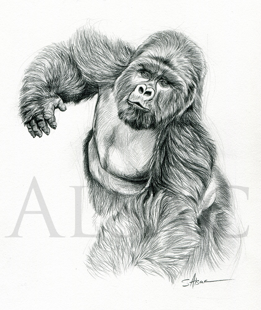 silverback gorilla cartoon images