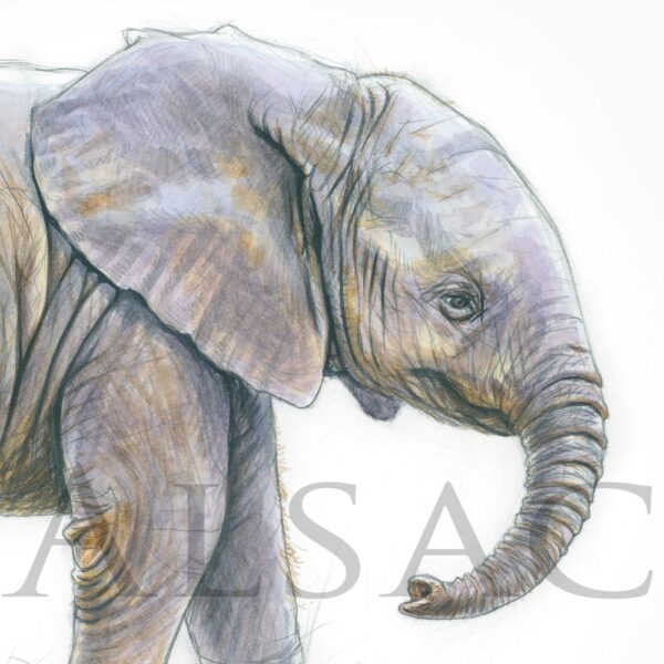 "P'tit Elephant 2" - Tableau dessin à l'aquarelle d'un bébé éléphant.