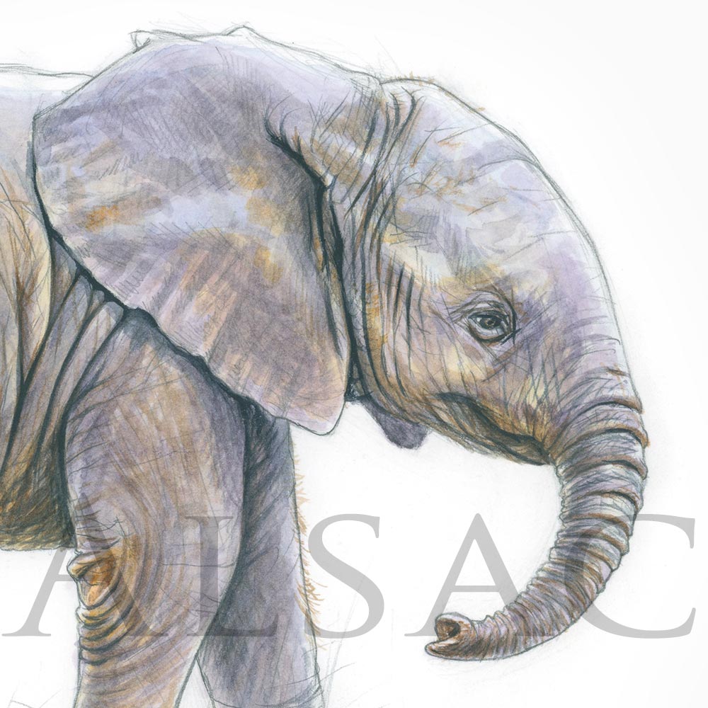 P Tit Elephant 2 Stephane Alsac