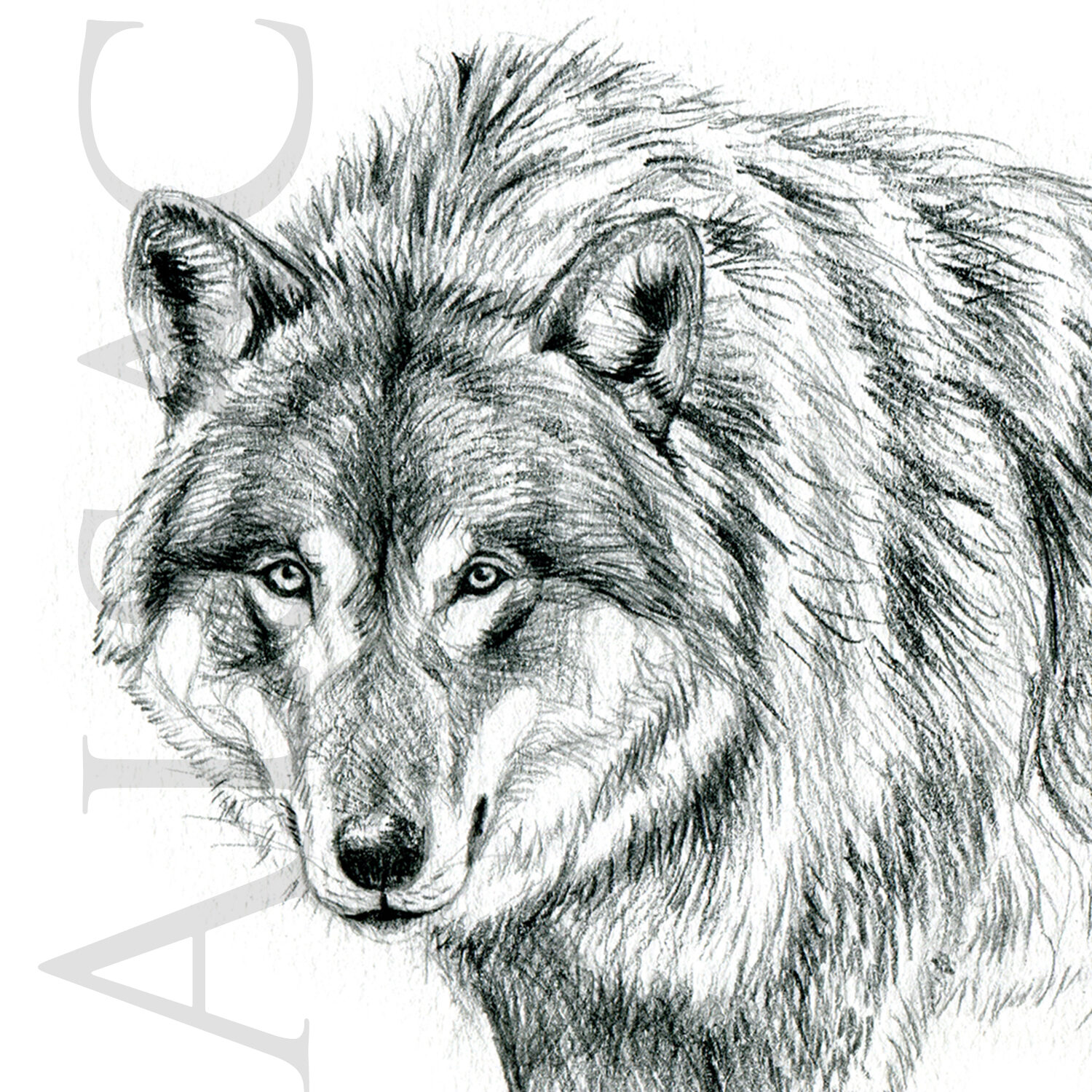 Волк рисунок простой (44 фото)